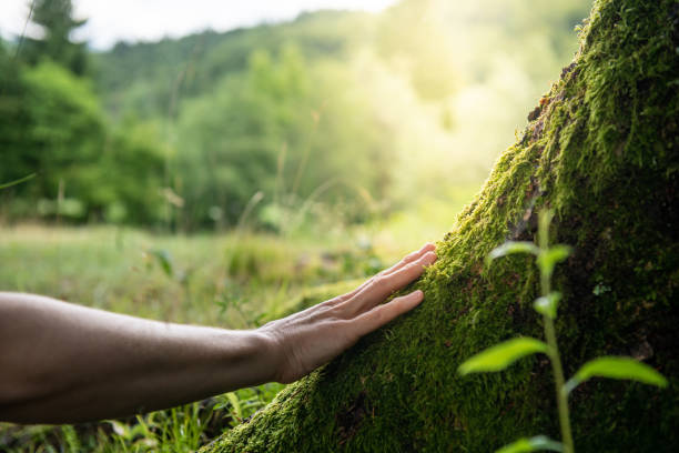 Tree and Shrub Care in Albion, NY