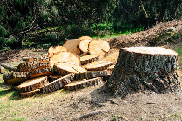 How Our Tree Care Process Works  in  Albion, NY